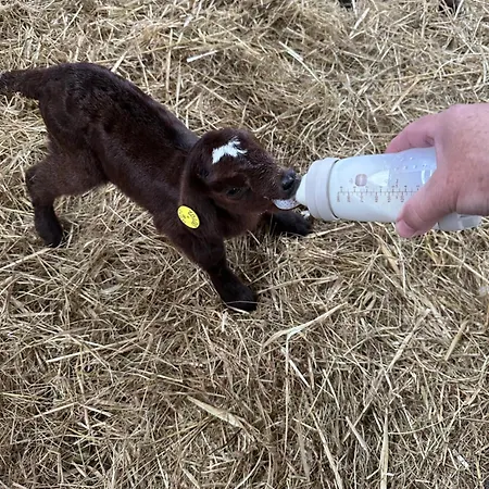 Çiftlik konaklama Lille Degnbøl