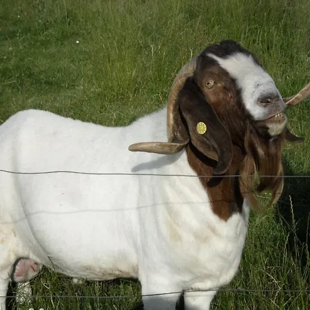 Çiftlik konaklama Lille *